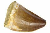 Fossil Mosasaur (Thalassotitan) Tooth - Morocco #364153-1